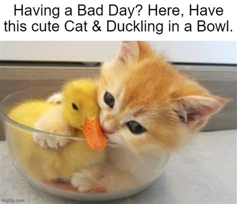 duck cat meme|wholesome duck memes.